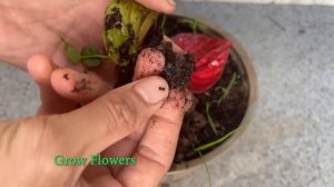 Антуриум размножение черенкованием