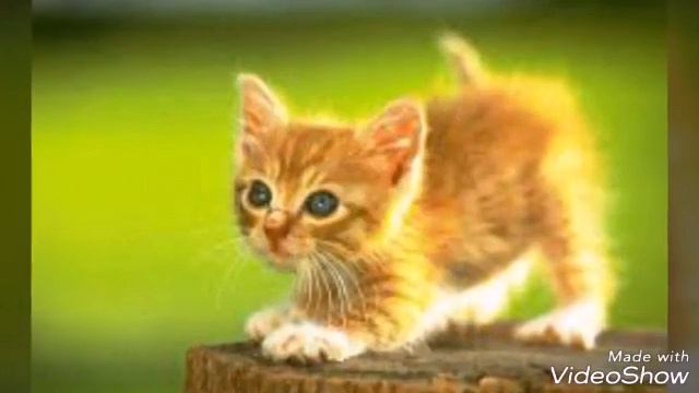 БЕРЕГИТЕ ЖИВОТНЫХ !!!!! смотреть онлайн