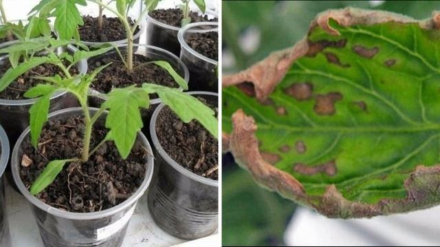 Скручиваются листья у рассады. 5 причин почему скручиваются листья и что можно сделать смотреть онлайн