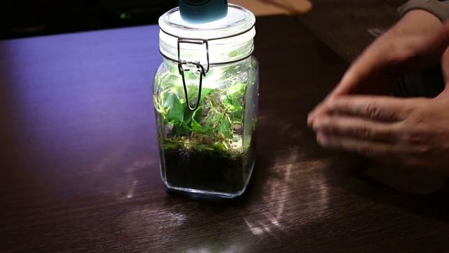 Как сделать эксперимент - Древние бактерии (Ancient Bacteria) смотреть онлайн