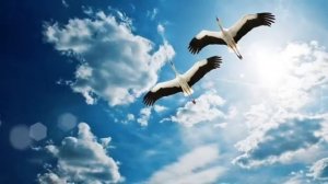 Журавли. Стихотворение.