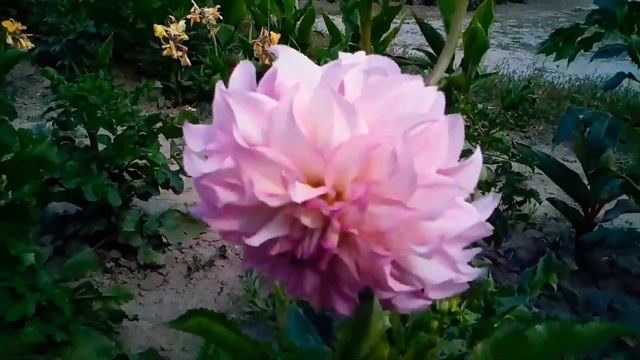Обзор ГЕОРГИН .Ботанический сад им. Гришко.Киев 2020/Dahlia review. Botanical Garden Kyiv. 2020Г смотреть онлайн