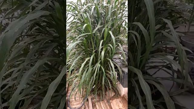 Пампасная трава с Алиэкспесс смотреть онлайн