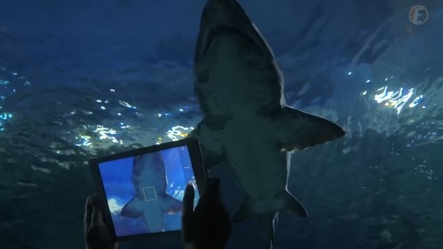 Photographer Spots Giant Bite Mark On Huge Great White Shark смотреть онлайн