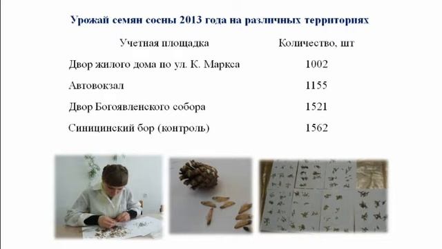 Репродуктивный потенциал Pinus sylvestris как показатель качества городской среды смотреть онлайн
