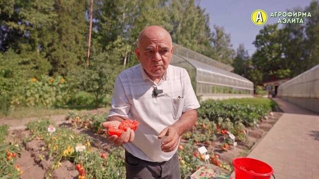 Урожайные томаты для открытого грунта. Томаты МОНГОЛЬСКИЙ КАРЛИК и ТАМБОВСКИЙ ВОЛК F1 смотреть онлайн