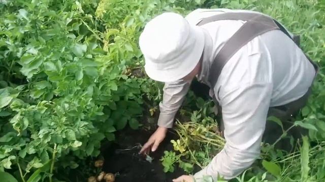 Молодая картошка урожая 2016 смотреть онлайн