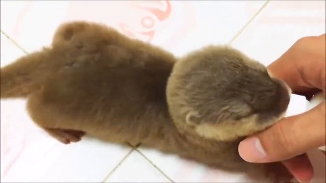 Детеныши выдры. Релакс). смотреть онлайн