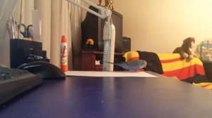 Дрессировка волнистого попугая с помощью методики кликер-тренинг (1 урок)