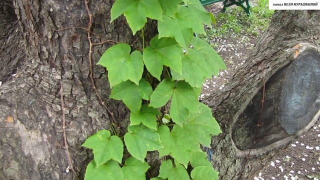 Виноград ВИЧИ - ЧЕМПИОН ВЕРТИКАЛЬНОГО ОЗЕЛЕНЕНИЯ смотреть онлайн