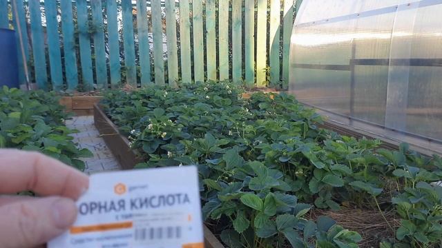 КЛУБНИКА ЗАВАЛИТ ЯГОДАМИ ЕСЛИ ПОДКОРМИТЬ ЭТИМ ВО ВРЕМЯ ЦВЕТЕНИЯ! Уход за клубникой в июне! смотреть онлайн