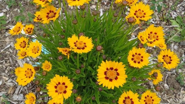 How to Grow Coreopsis Plants at Home смотреть онлайн