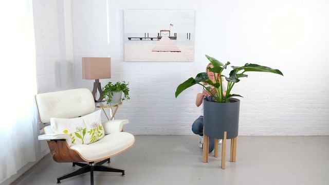 Philodendron Green Congo Plant Potted In Mediterraneo Tall Planter смотреть онлайн