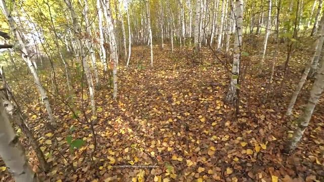 Собираем грибы. Подберезовик, маслята. смотреть онлайн