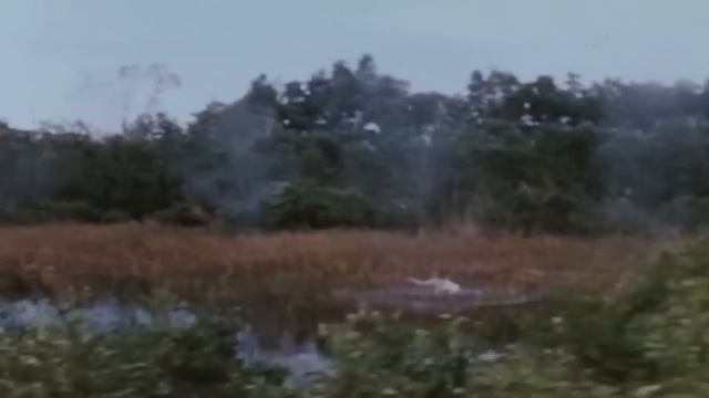 Green River -CCR (Vietnam War footage/edit/music video) смотреть онлайн