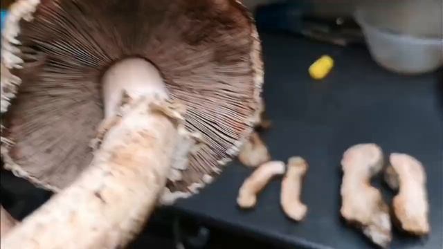 Where to find Agaricus bohusii - Medusa Mushroom and how to identify смотреть онлайн
