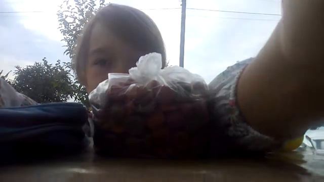 Приключения с домашними животными