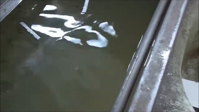 ЗМЕЯ МУТАНТ АЛИГАТОР АКВАПЕЧАТЬ смотреть онлайн