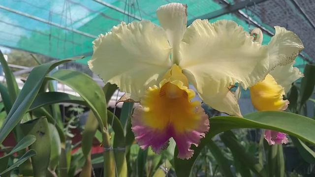 Laeliocattleya Drumbeat 'Heritage' HCC/AOS