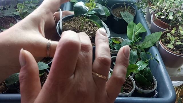 Обзор укоренённых черенков Дипладении смотреть онлайн