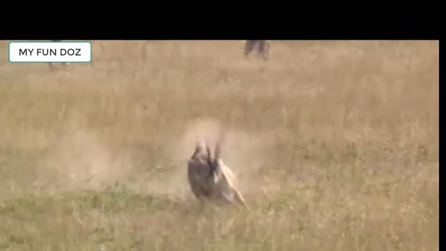 Cheetah Chase Compilation - Amazing Animals смотреть онлайн
