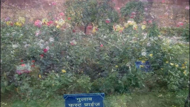 Roses in Mughal Garden, Rashtrapati Bhavan | Collection of all types of Roses смотреть онлайн