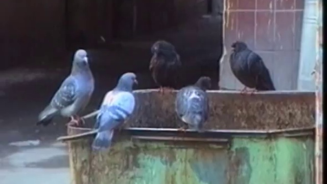 Женя Белоусов - Девчонка-девчоночка смотреть онлайн