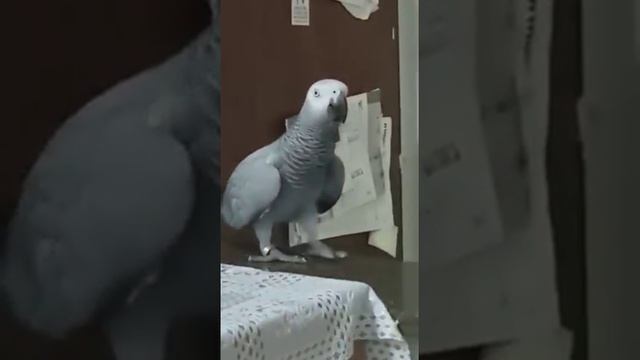 хулиганит и грубит маме! вот Вам и Маркиза! смотреть онлайн