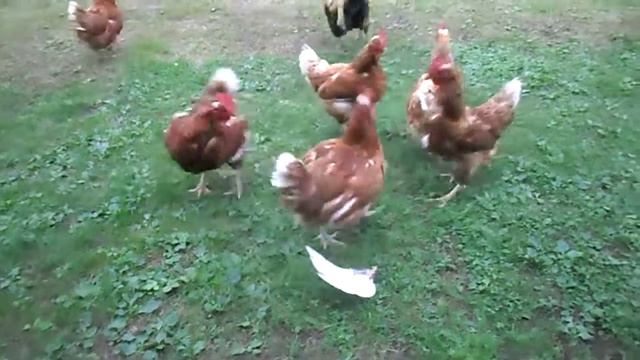Куры атакуют