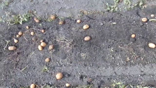 Настройка картофеле копалки смотреть онлайн