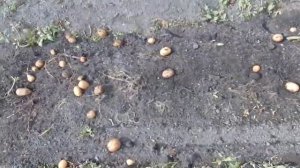 Настройка картофеле копалки