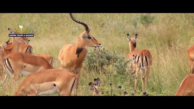 EXTREME Animal Fights | African Safari Experience 2020 |Award Safaris смотреть онлайн