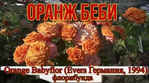 Роза Оранж Беби (Спрей) - Orange Babyflor (Еvers Германия, 1994)