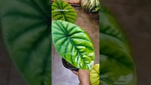 Ashokavanam Alocasia green shield plant (clypeolata) смотреть онлайн
