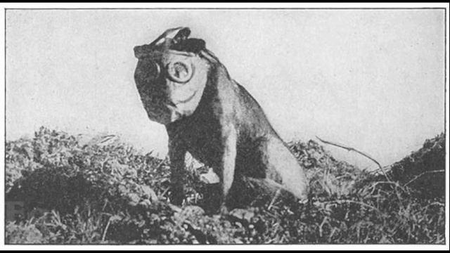Dog Of War: Animal Hero During WW I (Sergeant Stubby)