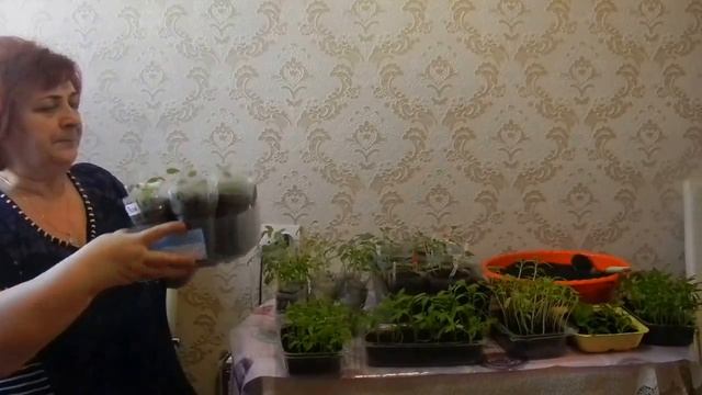 Когда пикировать томаты и перцы. Полезный совет для растений. смотреть онлайн