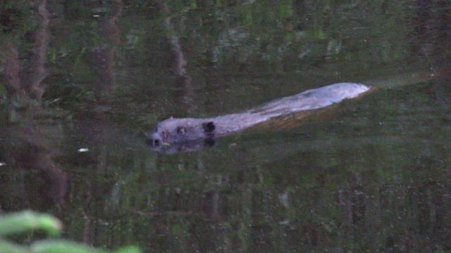 Бобр плывёт (крупным планом) смотреть онлайн