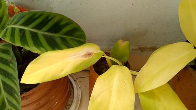 Philodendron Plant|Philodendron Lime Lemon Plant |How To Care  #philodendron