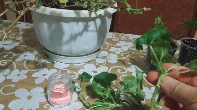 Черенкование плющелистной герани в декабре. смотреть онлайн