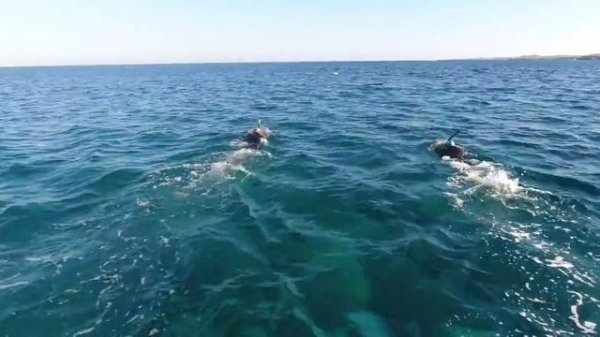 Скоростной заплыв на водном велосипеде Seabike