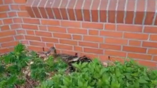 Дикие гуси и утки в центре города Германии. смотреть онлайн