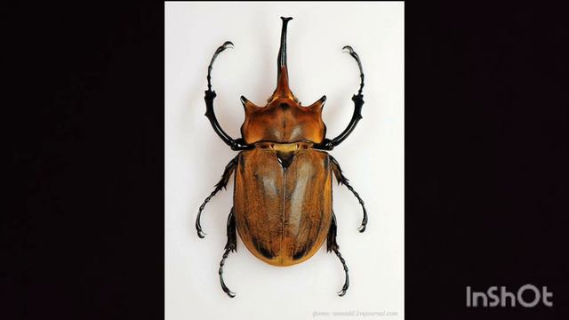 Coleoptera жук - слон смотреть онлайн