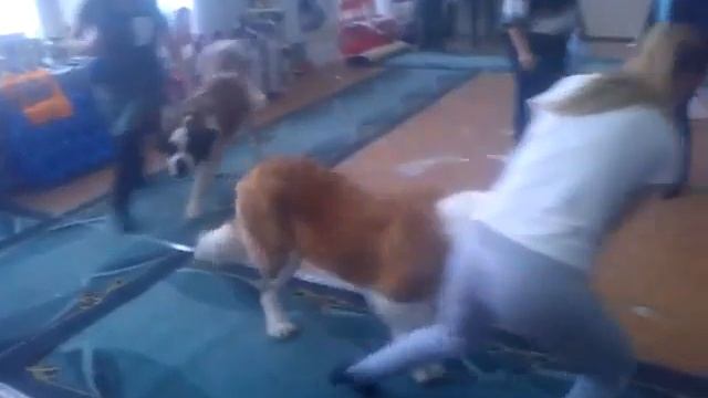 Хонда сравнение на ЛС смотреть онлайн