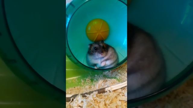 Плюсы и минусы садержания джунгарского хомячка) смотреть онлайн