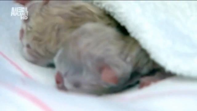 Введение в кошковедение Котята Часть 1 Рождение котят смотреть онлайн