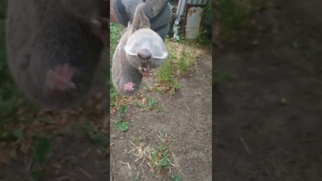 Пойманный крот слепыш (видео не моё) смотреть онлайн