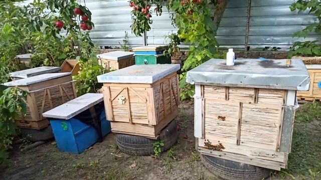 Куда девать маломедные рамки на пасеке осенью. Осушка рамок как стимуляция пчел смотреть онлайн