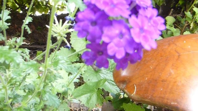 Verbena hybrida - Magelana Violet - Járnurt - Sumarblóm - Garðplöntur - Fjólublá blóm смотреть онлайн
