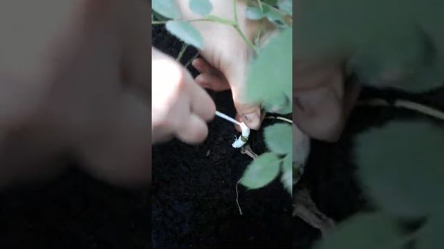 ПРИВИВАЕМ РОЗУ. КАК ПРИВИТЬ РОЗУ НА ШЫПОВНИК смотреть онлайн