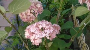 ОПОРА ДЛЯ ГОРТЕНЗИИ ДРЕВОВИДНОЙ СВОИМИ РУКАМИ .КАК СДЕЛАТЬ ОПОРУ ДЛЯ ГОРТЕНЗИИ ?!.ПОДВЯЗКА СОЦВЕТИЙ